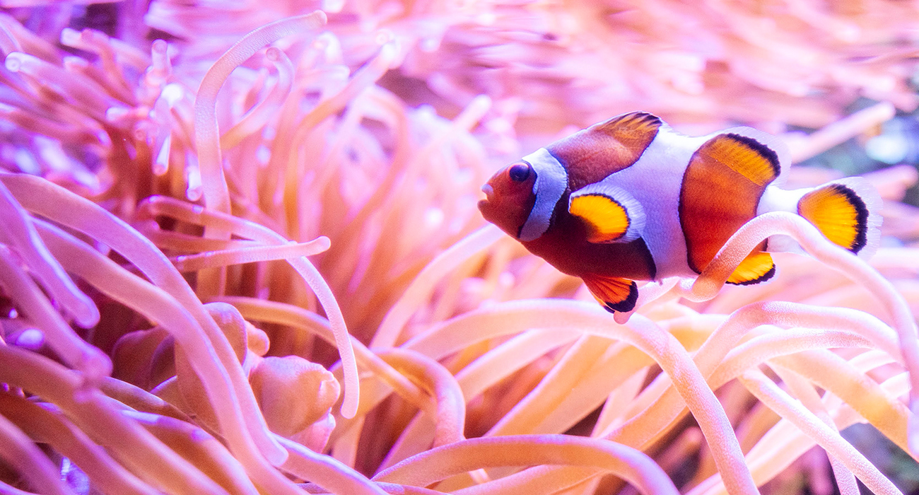 Clownfish_In_Coral