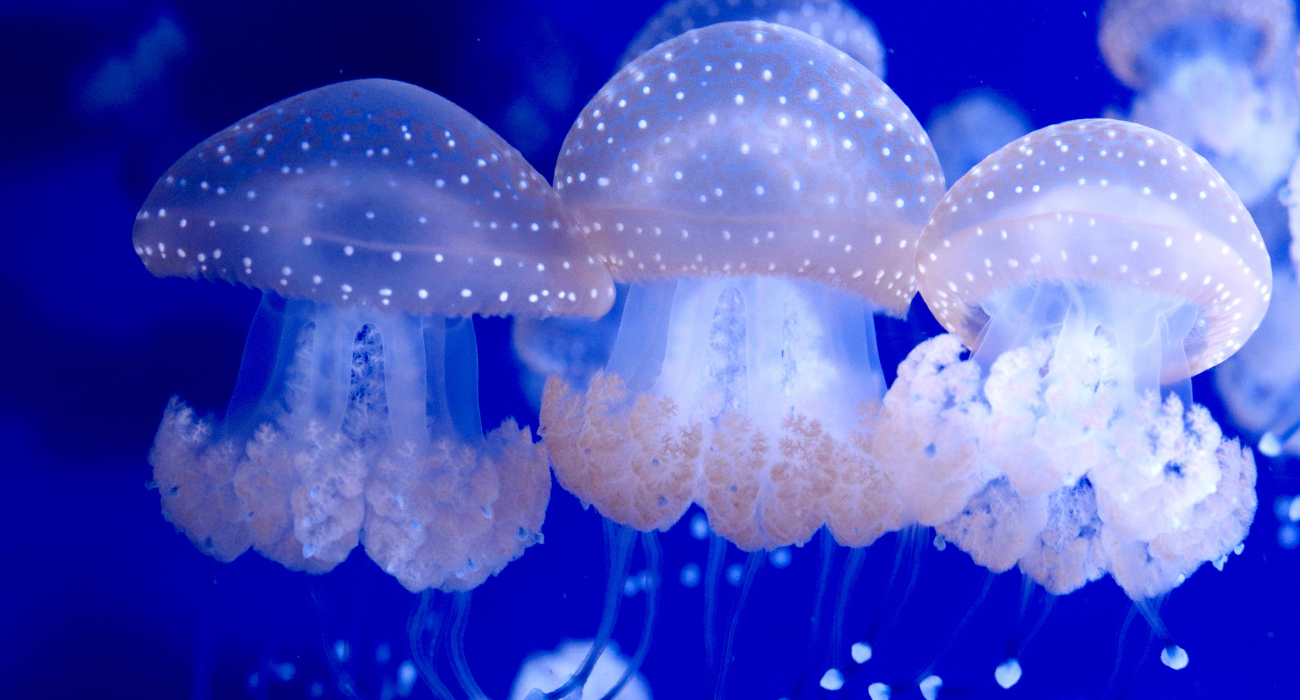Spotted_Lagoon_Jellies