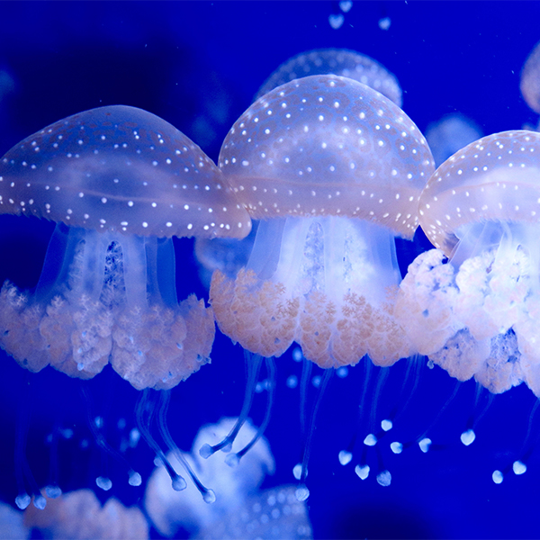 spotted_lagoon_jellies